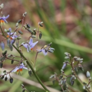 Lasioglossum (Chilalictus) sp. (genus & subgenus) at Lyons, ACT - 19 Nov 2023