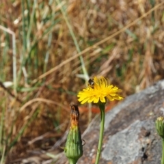 Lasioglossum (Chilalictus) sp. (genus & subgenus) (Halictid bee) at Griffith Woodland (GRW) - 18 Nov 2023 by JodieR