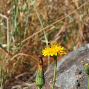 Lasioglossum (Chilalictus) sp. (genus & subgenus) at Undefined Area - 19 Nov 2023 10:07 AM