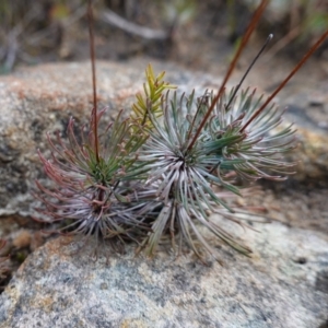 Stylidium lineare at Sassafras, NSW - 16 Aug 2023 11:03 AM