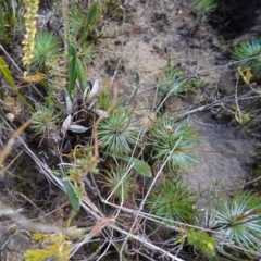 Stylidium lineare at Sassafras, NSW - 16 Aug 2023 11:03 AM