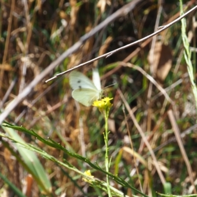 Pieris rapae (Cabbage White) at Griffith, ACT - 18 Nov 2023 by JodieR