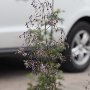 Amegilla sp. (genus) at Lyons, ACT - 19 Nov 2023