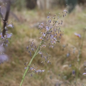 Amegilla sp. (genus) at Lyons, ACT - 19 Nov 2023