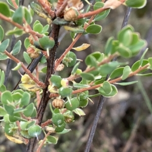 Brachyloma daphnoides at Mount Ainslie - 20 Nov 2023