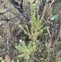 Brachyloma daphnoides at Mount Ainslie - 20 Nov 2023 08:57 AM