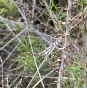 Pnirsus cinctipes at Mount Ainslie - 20 Nov 2023 08:37 AM