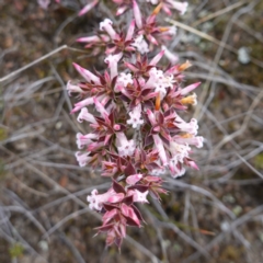 Leucopogon neoanglicus (A Beard-Heath) at Sassafras, NSW - 16 Aug 2023 by RobG1