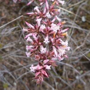 Leucopogon neoanglicus at Sassafras, NSW - 16 Aug 2023 11:05 AM