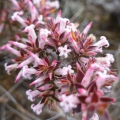 Leucopogon neoanglicus at Sassafras, NSW - 16 Aug 2023