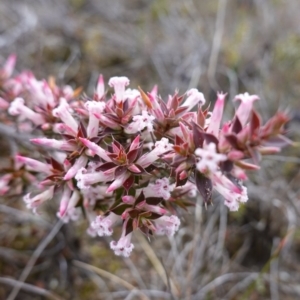 Leucopogon neoanglicus at Sassafras, NSW - 16 Aug 2023 11:05 AM