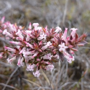 Leucopogon neoanglicus at Sassafras, NSW - 16 Aug 2023 11:05 AM