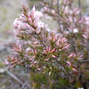 Leucopogon neoanglicus at Sassafras, NSW - 16 Aug 2023 11:05 AM