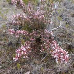 Leucopogon neoanglicus at Sassafras, NSW - 16 Aug 2023