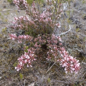 Leucopogon neoanglicus at Sassafras, NSW - 16 Aug 2023 11:05 AM