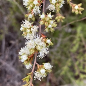 Kunzea ambigua at Mount Ainslie - 20 Nov 2023