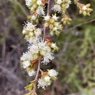 Kunzea ambigua (White Kunzea) at Mount Ainslie - 20 Nov 2023 by SilkeSma