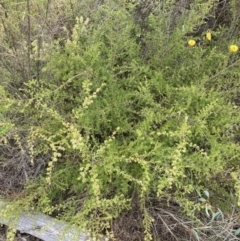 Kunzea ambigua at Mount Ainslie - suppressed