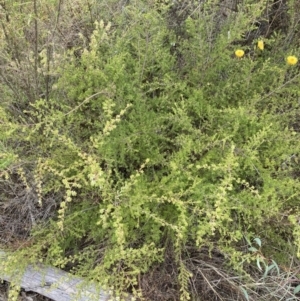 Kunzea ambigua at Mount Ainslie - 20 Nov 2023