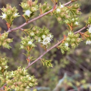 Kunzea ambigua at Mount Ainslie - 20 Nov 2023