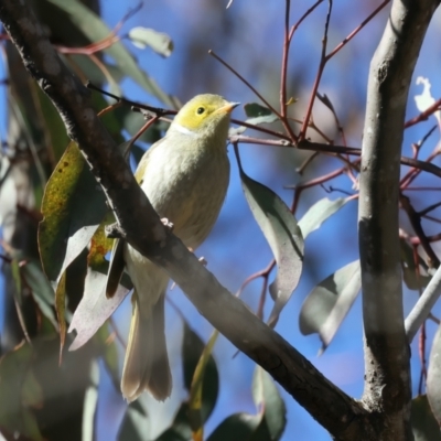 Ptilotula penicillata (White-plumed Honeyeater) at Goorooyarroo NR (ACT) - 27 Jul 2023 by jb2602