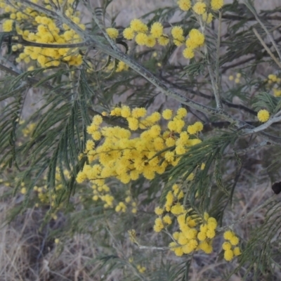 Acacia dealbata (Silver Wattle) at Pine Island to Point Hut - 7 Aug 2023 by MichaelBedingfield