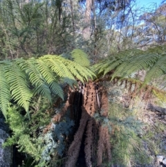 Dicksonia antarctica (Soft Treefern) at Rendezvous Creek, ACT - 14 Oct 2023 by Tapirlord