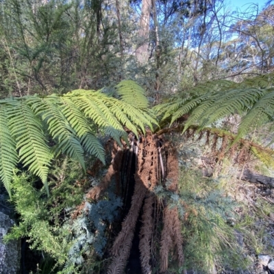 Dicksonia antarctica (Soft Treefern) at Namadgi National Park - 14 Oct 2023 by Tapirlord