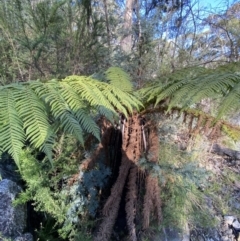 Dicksonia antarctica at Namadgi National Park - 14 Oct 2023