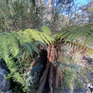 Dicksonia antarctica at Namadgi National Park - 14 Oct 2023