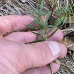 Gingidia harveyana (Slender Gingidia) at Namadgi National Park - 14 Oct 2023 by Tapirlord