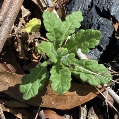 Senecio distalilobatus (Distal-lobe Fireweed) at Namadgi National Park - 14 Oct 2023 by Tapirlord