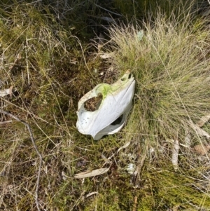 Vombatus ursinus at Namadgi National Park - 14 Oct 2023