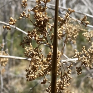 Juncus brevibracteus at Namadgi National Park - suppressed