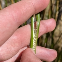 Juncus brevibracteus at Namadgi National Park - suppressed