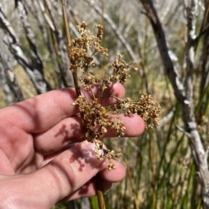 Juncus brevibracteus at Namadgi National Park - 14 Oct 2023