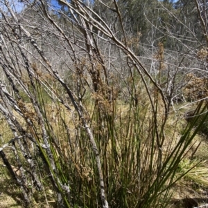 Juncus brevibracteus at Namadgi National Park - 14 Oct 2023