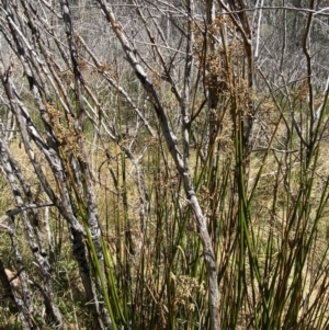 Juncus brevibracteus at Namadgi National Park - 14 Oct 2023
