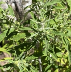 Olearia phlogopappa subsp. continentalis (Alpine Daisy Bush) at Rendezvous Creek, ACT - 14 Oct 2023 by Tapirlord