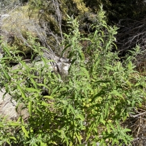 Olearia phlogopappa subsp. continentalis at Namadgi National Park - 14 Oct 2023 01:55 PM