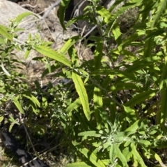 Olearia phlogopappa subsp. continentalis at Namadgi National Park - 14 Oct 2023 01:55 PM