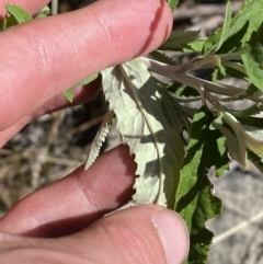 Olearia phlogopappa subsp. continentalis at Namadgi National Park - 14 Oct 2023 01:55 PM