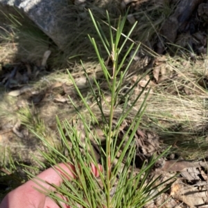 Hakea lissosperma at Namadgi National Park - 14 Oct 2023