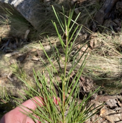 Hakea lissosperma (Needle Bush) at Rendezvous Creek, ACT - 14 Oct 2023 by Tapirlord