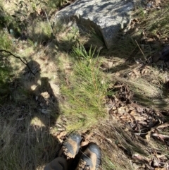 Hakea lissosperma at Namadgi National Park - 14 Oct 2023