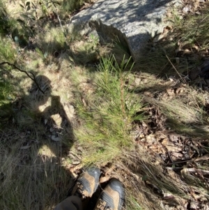 Hakea lissosperma at Namadgi National Park - 14 Oct 2023