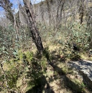 Hakea lissosperma at Namadgi National Park - 14 Oct 2023