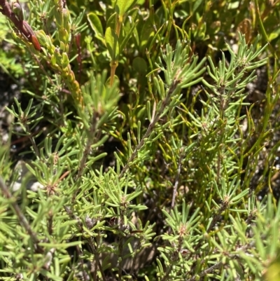 Pultenaea fasciculata (Bundled Bush-pea) at Rendezvous Creek, ACT - 14 Oct 2023 by Tapirlord