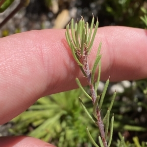 Pultenaea fasciculata at Namadgi National Park - 14 Oct 2023