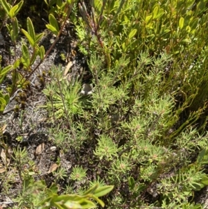 Pultenaea fasciculata at Namadgi National Park - 14 Oct 2023